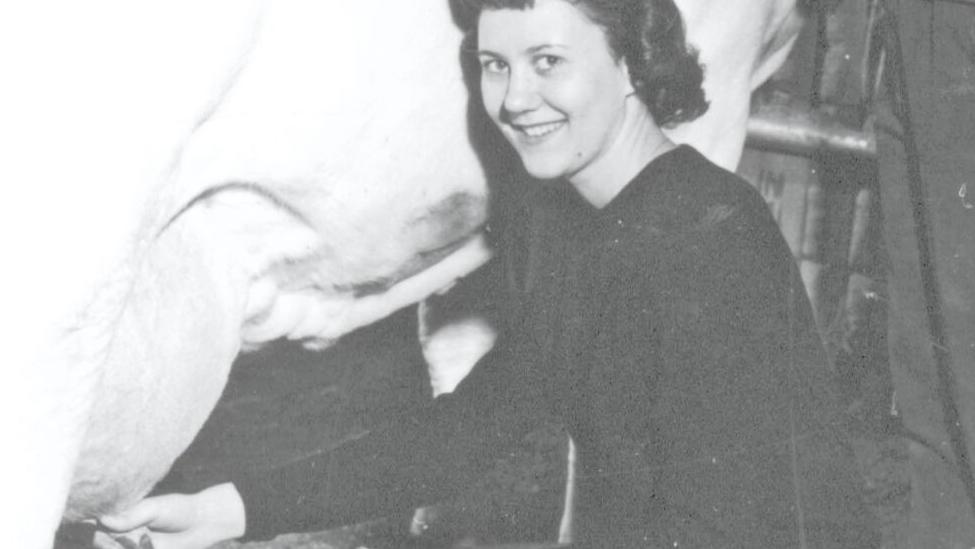 Yesteryear: Dairy cattle at Little I